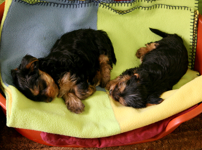 让经营更稳健的DDOS攻击